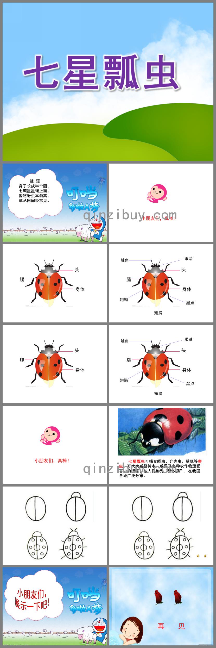 大班主題七星瓢蟲PPT課件