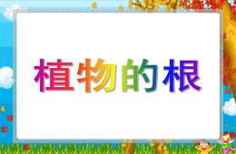 大班科學活動植物的根PPT課件