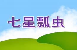 大班主題七星瓢蟲PPT課件