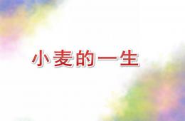 大班科學小麥的一生PPT課件