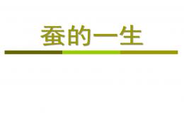 大班科學(xué)蠶的一生PPT課件