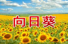 大班線描畫向日葵PPT課件