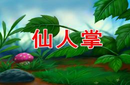 中班美術仙人掌PPT課件