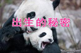 大班科學(xué)出生的秘密PPT課件