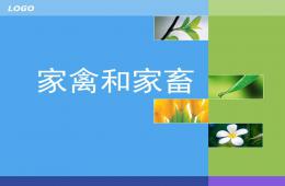 大班常識家畜和家禽PPT課件