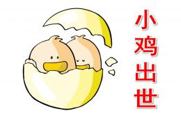 小班科學故事小雞出世PPT課件