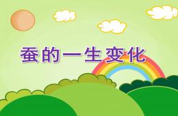 大班科學蠶的一生變化PPT課件