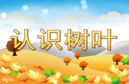 小班科學認識樹葉PPT課件