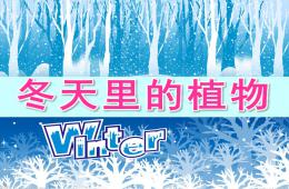 大班科學(xué)冬天里的植物PPT課件