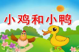 小班科學(xué)小雞和小鴨PPT課件
