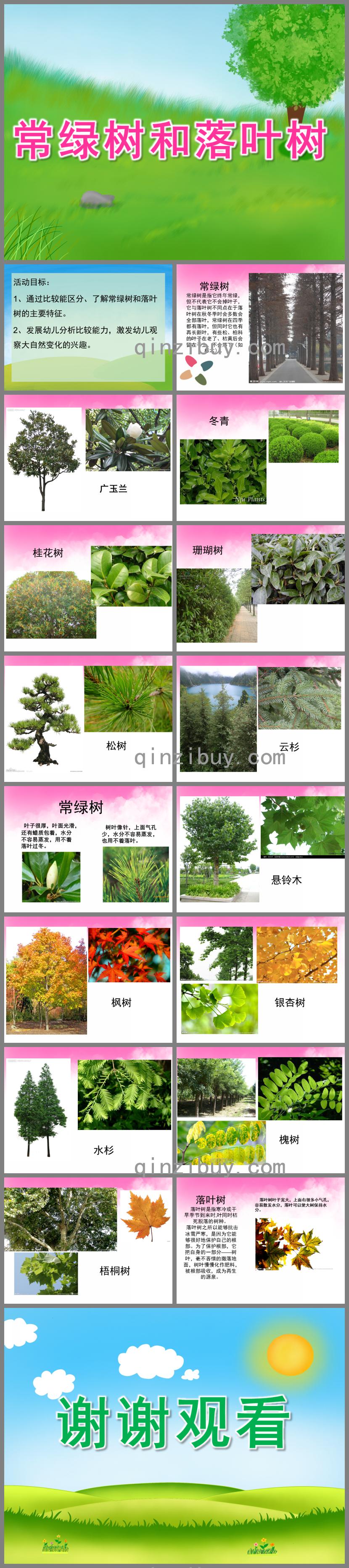 中班科學常綠樹和落葉樹PPT課件