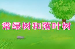 中班科學常綠樹和落葉樹PPT課件