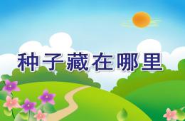 大班科學活動種子藏在哪里PPT課件