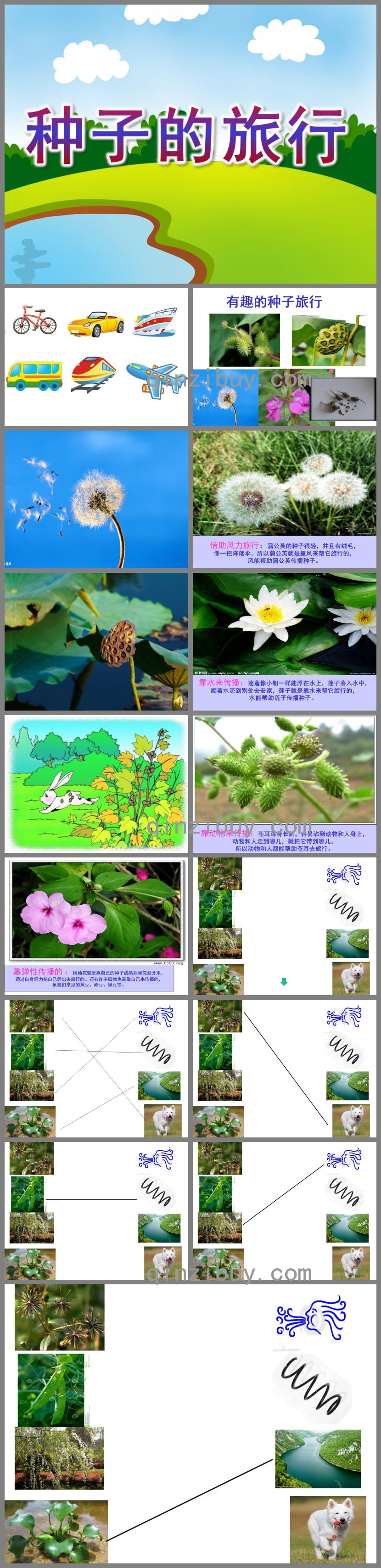 大班科學種子的旅行PPT課件