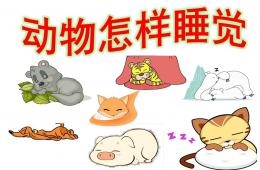 中班科學活動動物怎樣睡覺PPT課件