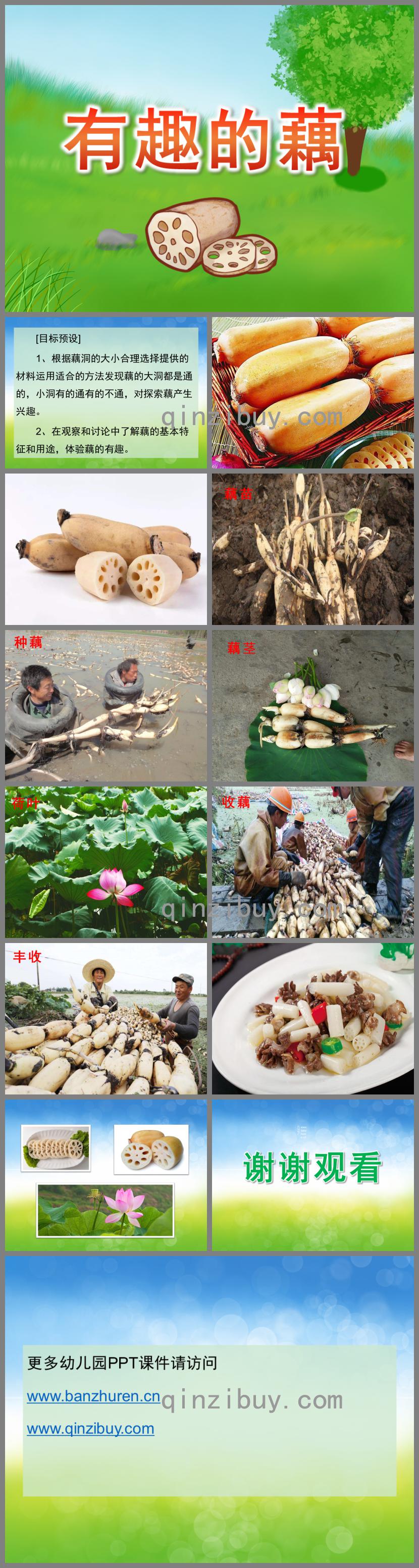 大班科學有趣的藕PPT課件