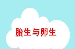 大班科學卵生動物與胎生動物PPT課件