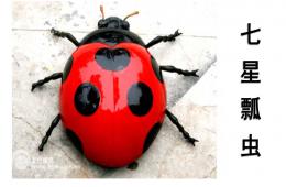 中班繪畫七星瓢蟲去旅行PPT課件