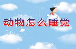 中班科學動物怎么睡覺PPT課件