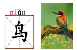 幼兒園學(xué)前班識(shí)字鳥(niǎo)魚(yú)蟲(chóng)PPT課件
