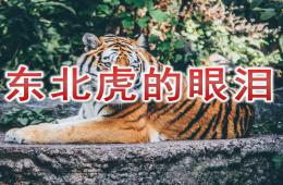 中班社會(huì)東北虎的眼淚PPT課件音頻