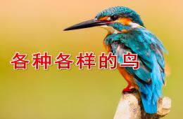 中班科學各種各樣的鳥PPT課件