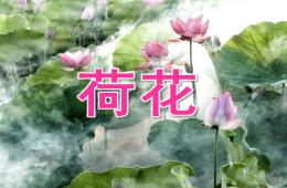 中班美術荷花PPT課件