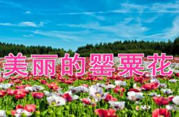 中班禁毒安全美麗的罌粟花PPT課件