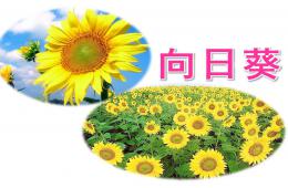 中班美術(shù)向日葵PPT課件