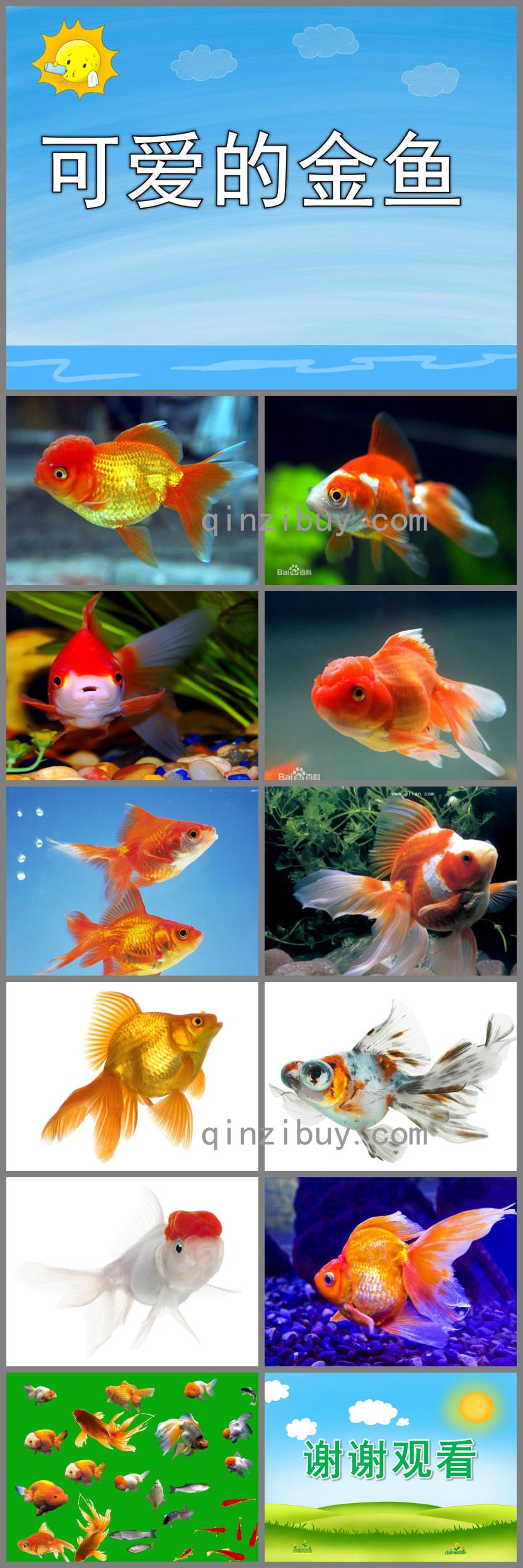 小班科學可愛的金魚PPT課件