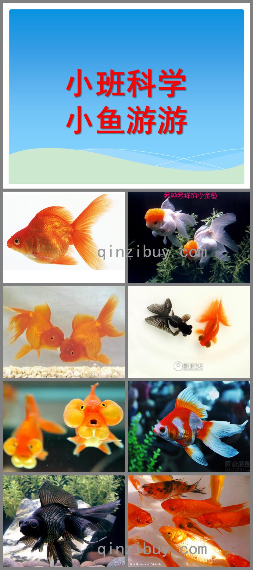 小班科學小魚游游PPT課件