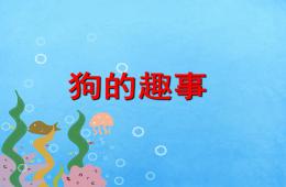 大班主題狗狗的趣事PPT課件