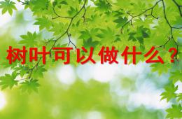 大班藝術(shù)樹葉可以做什么PPT課件