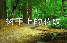 大班美術(shù)樹干上的花紋PPT課件