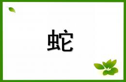 大班美術蛇PPT課件