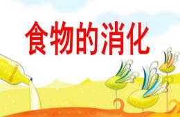 大班食物的消化PPT課件