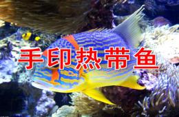 小班美術(shù)手印熱帶魚PPT課件