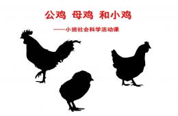 小班社會科學活動課公雞、母雞和小雞PPT課件配音
