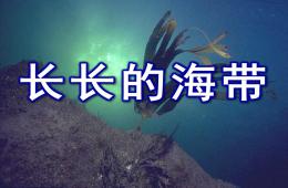 大班健康優質課長長的海帶PPT課件
