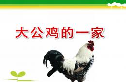 小班活動大公雞的一家PPT課件