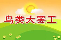 中班社會活動鳥類大罷工PPT課件