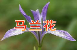 小班音樂馬蘭花PPT課件歌曲