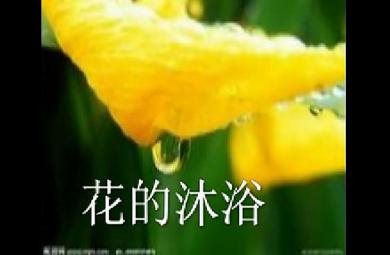 幼兒散文欣賞花的沐浴FLASH課件動畫