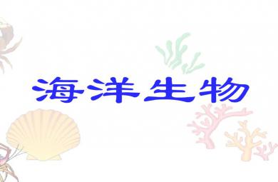 幼兒園海洋生物FLASH課件動畫