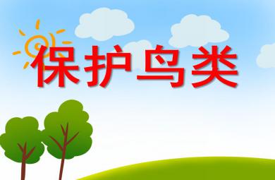 中班社會活動保護鳥類PPT課件