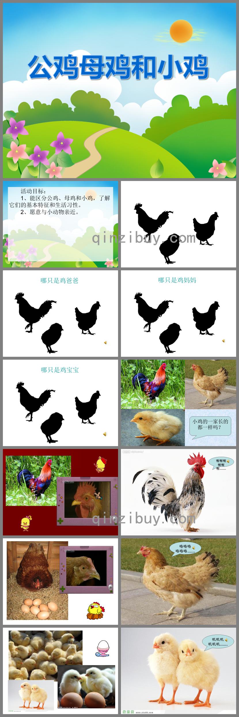 小班科學活動公雞母雞和小雞PPT課件