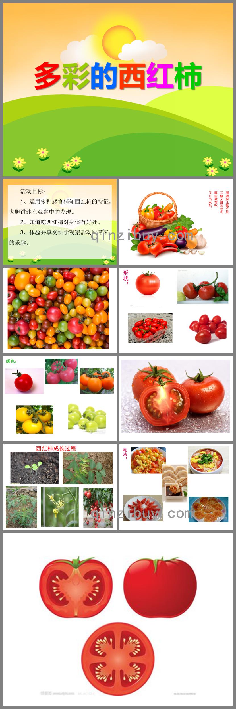 中班科學(xué)多彩的西紅柿PPT課件