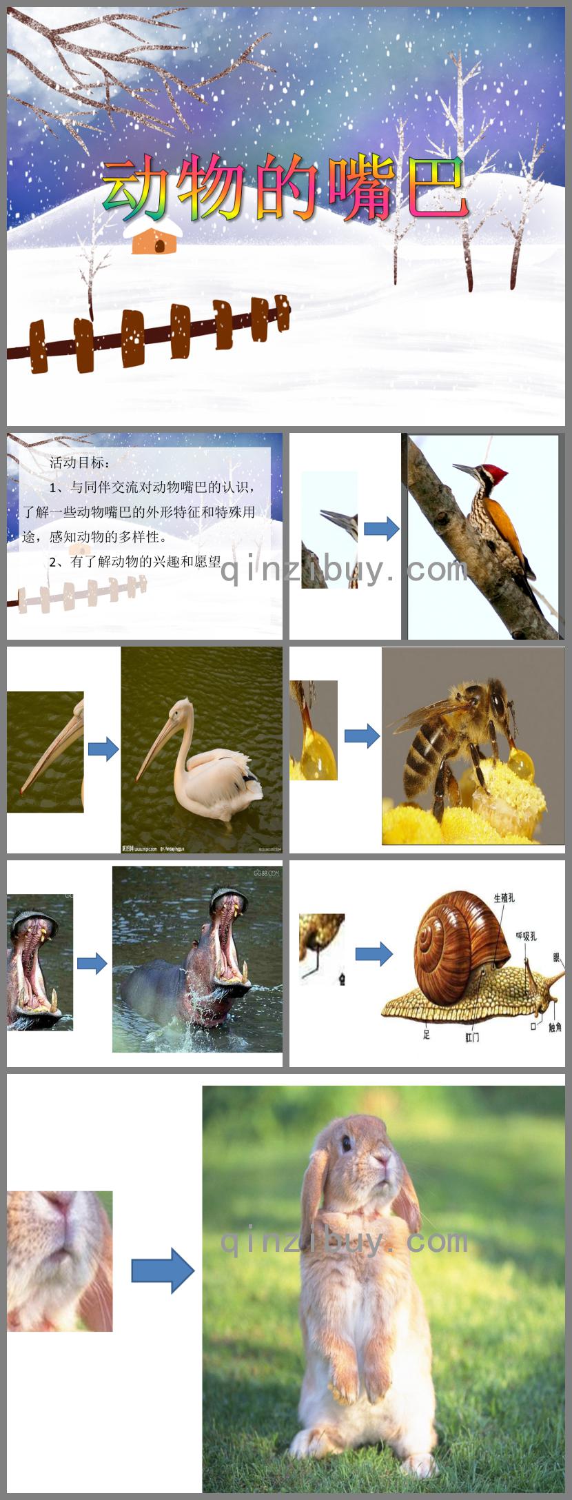 中班科學優質課動物的嘴巴PPT課件