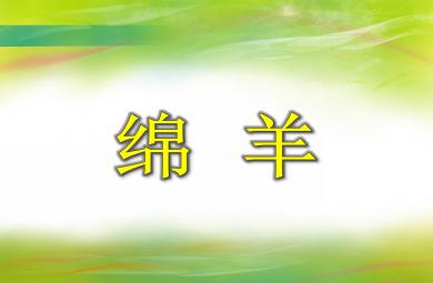 小班美術活動綿羊PPT課件