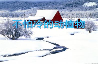 小班科學活動不怕冷的動植物PPT課件
